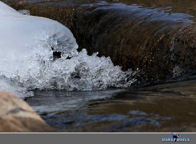 冰上鸭趣 冰上鸭趣