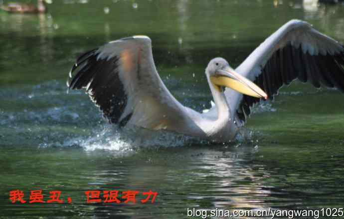 北京动物园的鸟类——再拍大鹈鹕  1