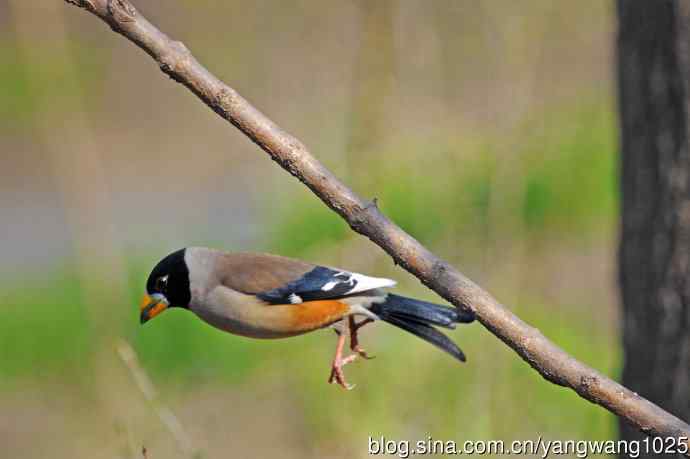 雄性黑尾蜡嘴雀（1）
