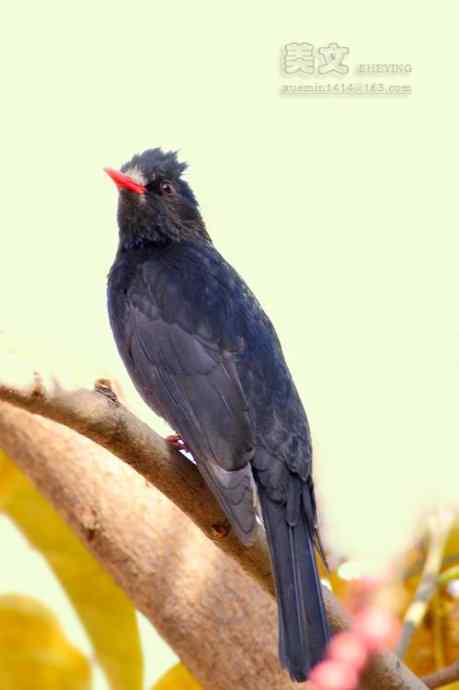 四川西昌鸟类摄影——黑[短脚]鹎