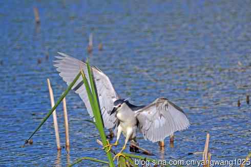 寻鱼的夜鹭（2）