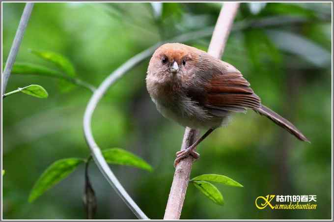 忙中偷闲拍只鸟【照片】