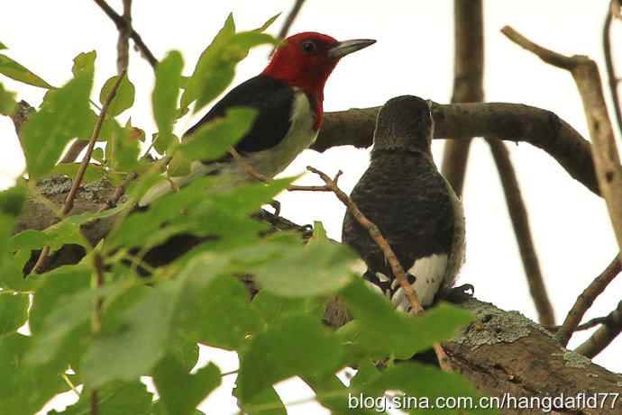 红头啄木鸟