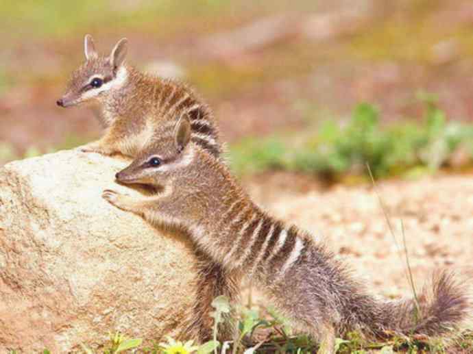 盘点十二大著名食蚁动物:袋食蚁兽 盘点十二大著名食蚁动物:袋食蚁兽