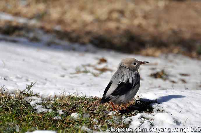 丝光椋鸟 wbr3 丝光椋鸟 wbr3