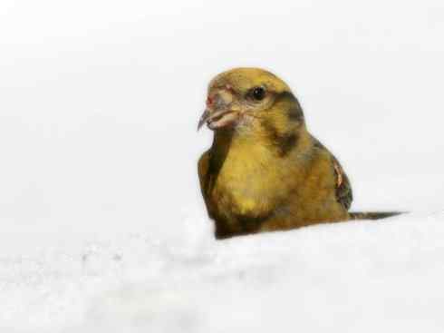 猎奇:奇特的鸟喙之四 猎奇:奇特的鸟喙之四