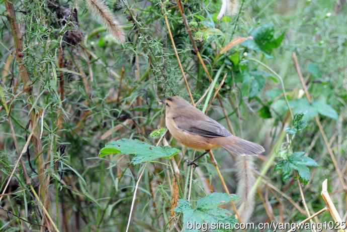 黑眉苇莺（5）