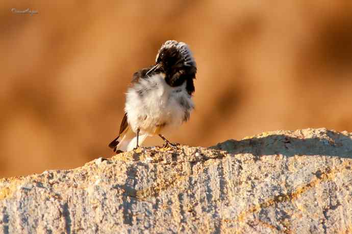 白顶鵖育雏 白顶鵖育雏