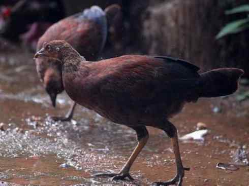 凤凰：传说的鸟原型探秘（原鸡）