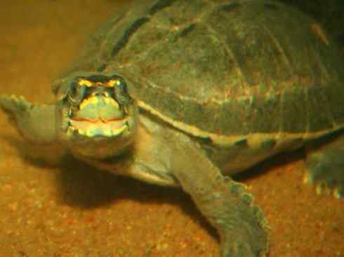 玄武:传说的兽原型探秘(潮龟) 玄武:传说的兽原型探秘(潮龟)