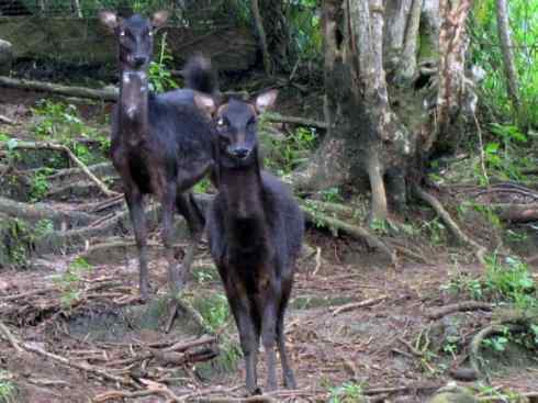 麒麟:传说的兽原型探秘(梅花鹿) 麒麟:传说的兽原型探秘(梅花鹿)