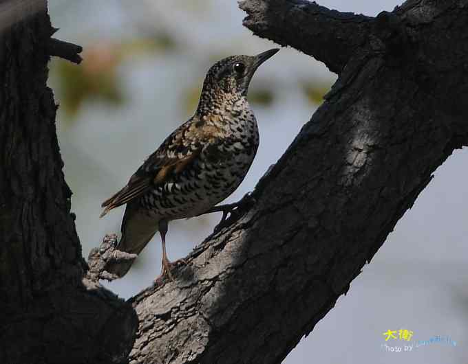 二鸫献寿：虎斑地鸫和宝兴歌鸫