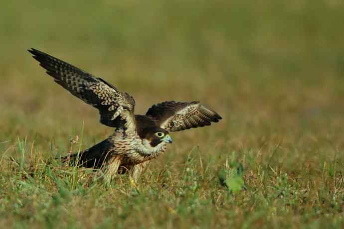 亮翅（秋阳下的游隼）