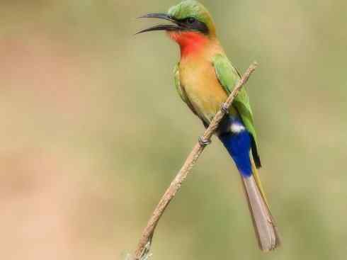 绝色攀禽:佛法僧目之蜂虎4 绝色攀禽:佛法僧目之蜂虎4