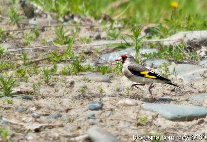 漂亮的红额金翅（组图，）