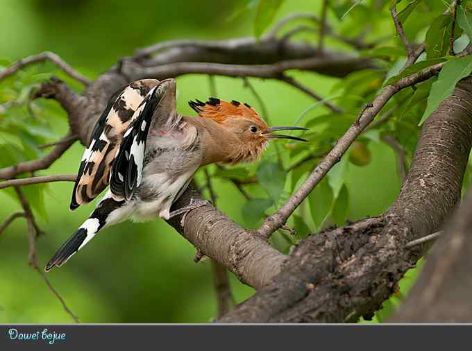 刚出窝的小戴胜* 刚出窝的小戴胜*