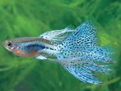 鱼类活化石：美洲肺鱼