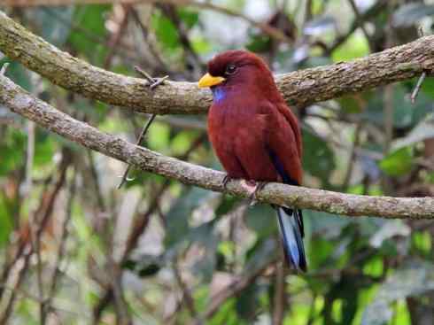 绝色攀禽：佛法僧目之三宝鸟