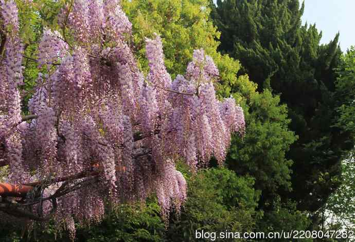186.紫藤园