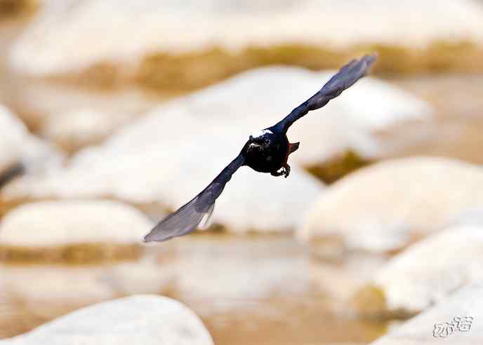 陕西洋县 wbr路 wbr白顶溪鸲 陕西洋县 wbr路 wbr白顶溪鸲