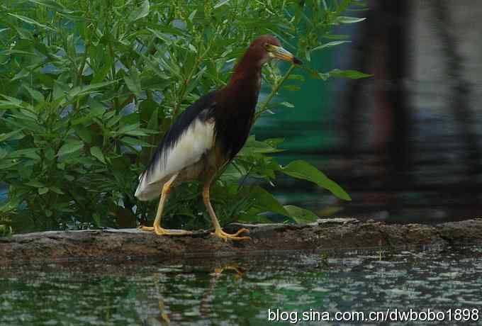 鸟友同游怀沙河 鸟友同游怀沙河