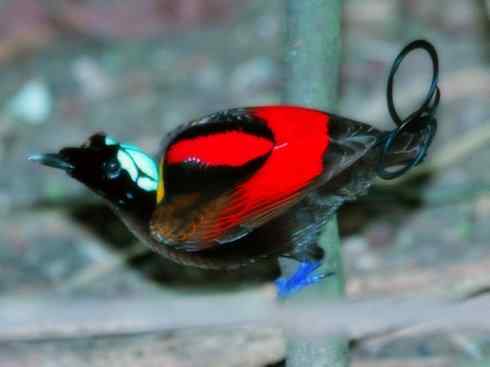 美丽无罪：雀鸟之极乐鸟