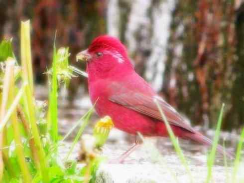 家禽驯化之源之二十一