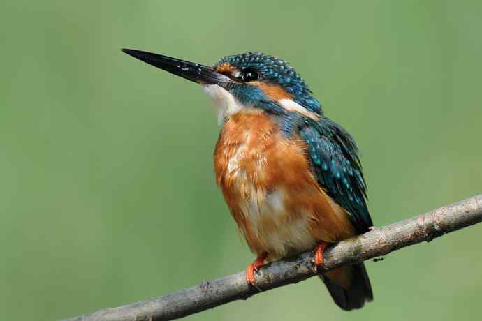 翠鸟宴鱼图 翠鸟宴鱼图