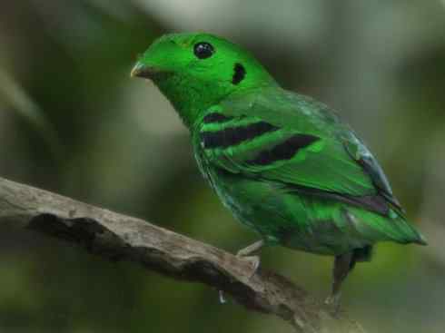 美丽无罪：雀鸟之阔嘴鸟