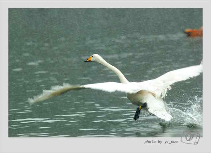 北京动物园的水禽摄影