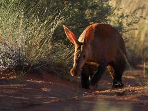 盘点十二大著名食蚁动物：土豚