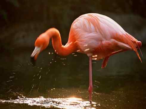 极品红色鸟类:火烈鸟 极品红色鸟类:火烈鸟