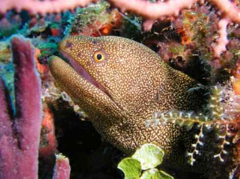 龙:传说的兽原型探秘(鲤鱼) 龙:传说的兽原型探秘(鲤鱼)