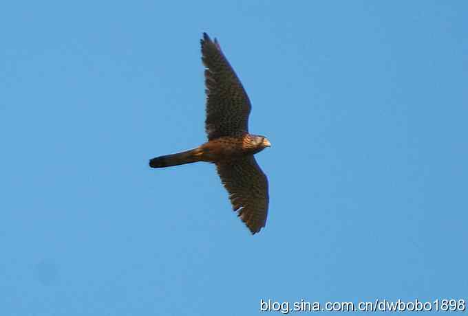 鸟友同游怀沙河 鸟友同游怀沙河