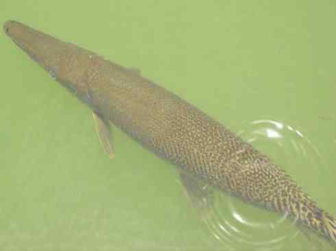 鱼类活化石:鳄雀鳝 鱼类活化石:鳄雀鳝