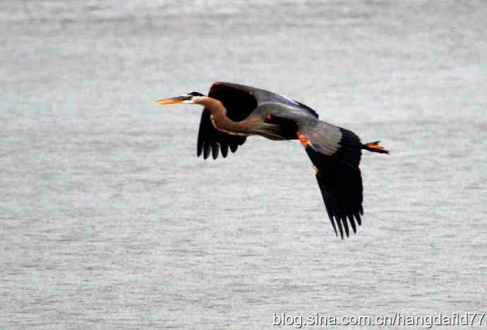 大蓝鹭飞翔