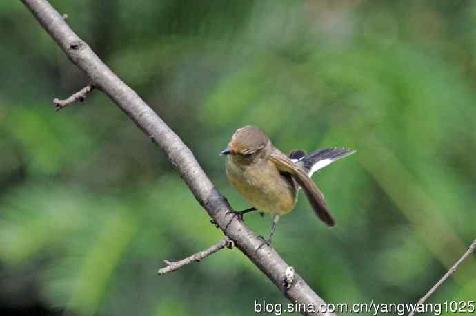秋天的红喉姬鹟（8）