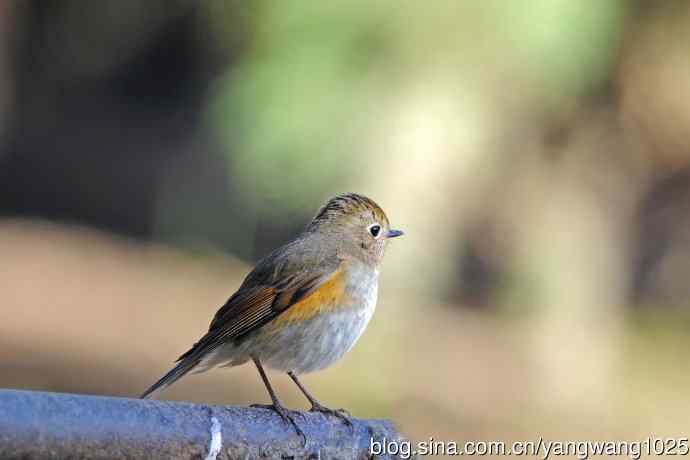 早餐中的雌性红胁蓝尾鸲