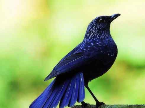 美丽无罪:雀鸟之矶鸫 美丽无罪:雀鸟之矶鸫