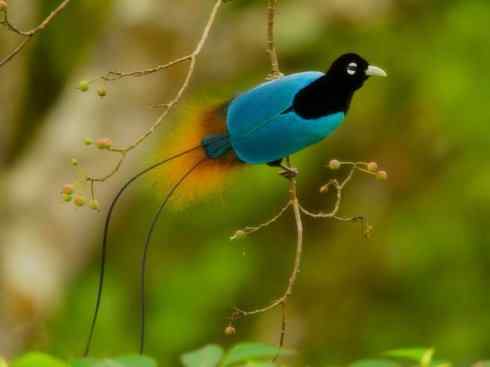 美丽无罪：雀鸟之极乐鸟