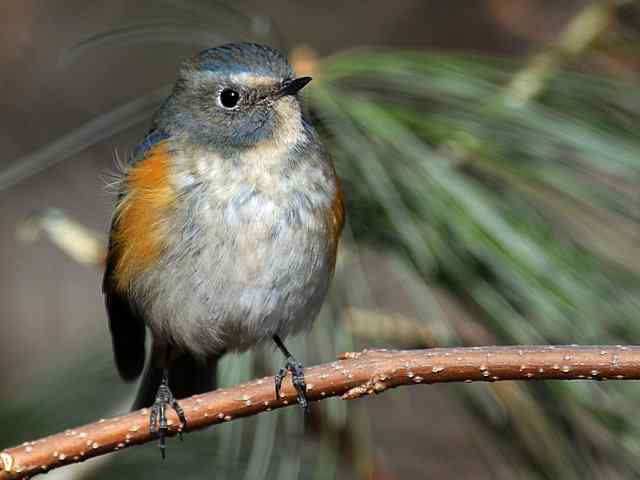 植物园拍摄红胁蓝尾鸲