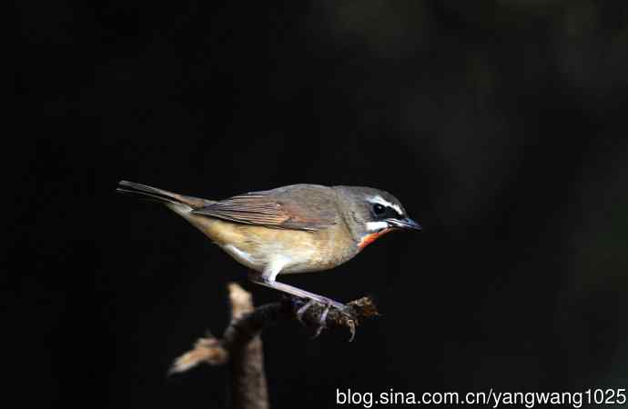 红喉歌鸲（14）