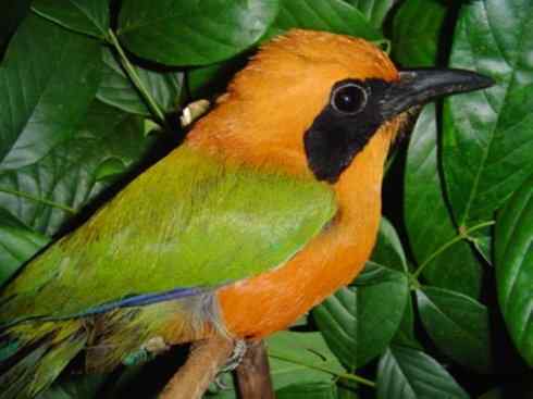 绝色攀禽:佛法僧目之翠鴗2 绝色攀禽:佛法僧目之翠鴗2