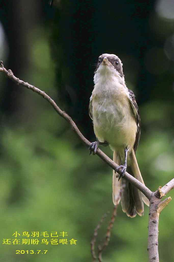 207.小伯劳成长记（3）亲鸟育儿篇