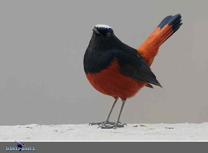 戴贝雷帽の白顶溪鸲