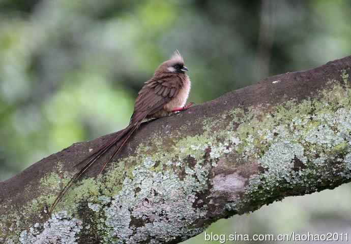 斑鼠鸟 黑腹鸨 黄喉沙鸡