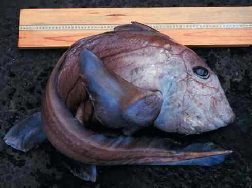 鱼类活化石：银鲛