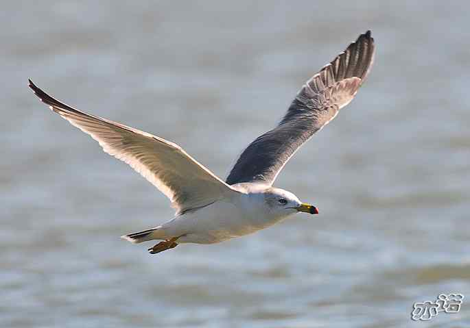 河北乐亭&nbsp;wbr路&nbsp;wbr新进账的鸟儿