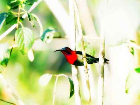 美丽无罪：雀鸟之太阳鸟