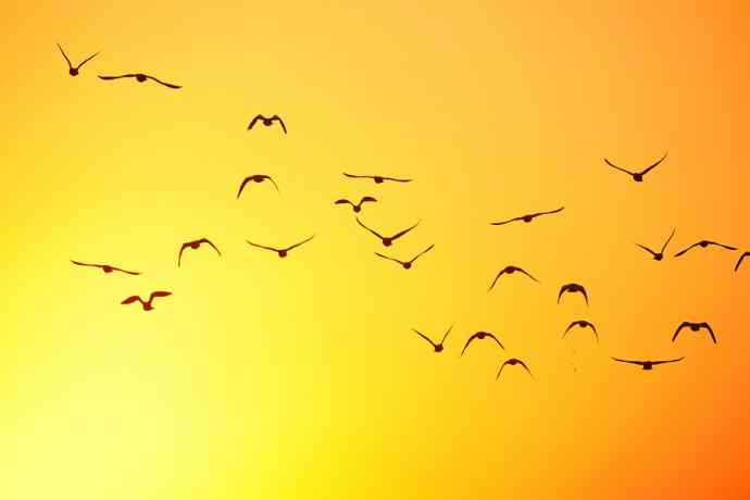 美丽的野鸭湖 美丽的野鸭湖